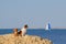 Two funny cute chihuahua pets dog sitting on sand dune on summer sea beach with blue sky and sailing yacht on skyline during