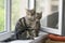 Two funny cute marble striped tabby cats sitting on the windowsill in the window