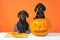 Two funny dachshund dogs make jack-o-lantern to decorate an apartment for a Halloween party using knife, front view