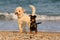 Two funny dogs on the beach