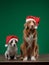 Two funny dogs in Christmas hats. Holiday pets. Jack Russell and Nova Scotia Duck Tolling Retriever