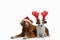 Two funny dogs in Christmas hats. Holiday pets. Jack Russell and Nova Scotia Duck Tolling Retriever