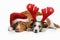 Two funny dogs in Christmas hats. Holiday pets. Jack Russell and Nova Scotia Duck Tolling Retriever