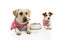 TWO FUNNY DOGS EATING FOOD. LABRADOR AND JACK RUSSEELL LYING DOWN WITH A EMPTY BOWL. ISOLATED STUDIO SHOT AGAINST WHITE BACKGROUND