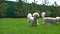 Two funny dogs play and run on the green lawn in bright Sunny weather. Bichon Frise. Slow motion