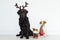 Two funny dogs portrait black labrador with brown reindeer horns and cute small dog with elf scar red and green. reindeer toy with