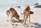 Two funny dogs relaxing on summer beach, exploring and digging in sand.