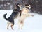 Two funny dogs are running happily over the white snow