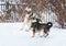 Two funny dogs are running happily over the white snow