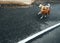 Two funny dogs walk on the asphalt