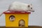 Two funny domestic pet rats and a toy house