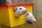 Two funny domestic pet rats and a toy house