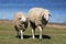 Two funny face sheep