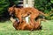 Two funny friendly Rhodesian Ridgeback dogs playing, running, chasing