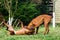 Two funny friendly Rhodesian Ridgeback dogs playing, running, chasing