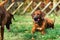 Two funny friendly Rhodesian Ridgeback dogs playing, running, chasing