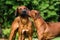 Two funny friendly Rhodesian Ridgebacks dogs playing, running, c