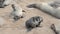 Two funny fur seals on a sand beach