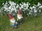 Two funny garden gnomes with red hats