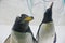 Two funny Gentoo penguins Pygoscelis papua at zoo on ice background