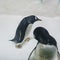 Two funny Gentoo penguins Pygoscelis papua at zoo on snowy background