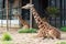 Two funny giraffes have a rest