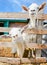 Two funny goats on farm