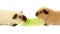 Two funny guinea pigs eating one green lettuce leaf