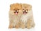 Two funny and happy Pomeranian puppies sitting