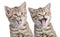 Two funny happy young cats portrait isolated