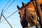 Two funny horses looking at camera