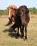 Two funny icelandic horses are running on the paddock in the sunshine