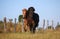 Two funny icelandic horses are running on the paddock in the sunshine