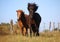 Two funny icelandic horses are running on the paddock in the sunshine