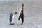 Two funny king penguins - Aptendytes patagonica - communicate by touching on body at beach in South Georgia