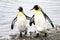 Two funny king penguins - Aptendytes patagonica - communicate by touching wings on beach in  South Georgia