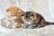 Two funny kittens breed exotic Shorthair close-up play. The design concept of the children`s Fund