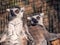 Two funny lemurs with closed eyes enjoy the sun in the zoo