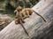 Two funny little cubs of Guinea baboon are playing on the tree t