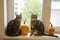Two funny marble cats sittin on window with halloween pumpkins