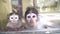 Two funny monkeys look into the camera lens through the glass.