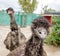 Two funny ostriches