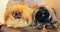 Two funny Pekingese dogs
