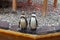 Two funny penguins stand on a stone by the water in a zoo and look in different directions.