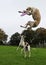 Two funny playing galgos in the garden