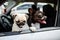 Two funny pugs sit on the chair in the car