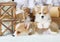 Two funny puppies Welsh Corgi Pembroke under the Christmas tree