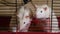 Two funny rats look out of the cage and beg for food. Pet rats close up. 4k resolution video