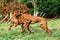 Two funny Rhodesian Ridgebacks dogs playing, running, c