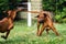Two funny Rhodesian Ridgebacks dogs playing, running, c